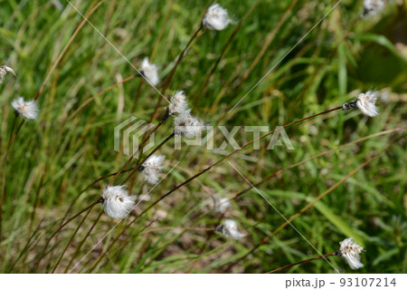 湿原の景色 風になびくワタスゲ 湿原の景色 風になびくワタスゲ 93107214