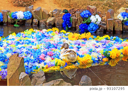 紫陽花の雨引観音境内 紫陽花の雨引観音境内 93107295