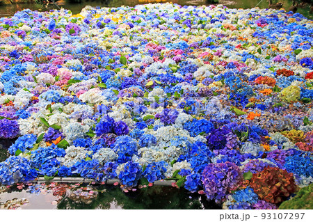 紫陽花の雨引観音境内 93107297