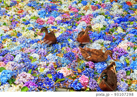 紫陽花の雨引観音境内 93107298