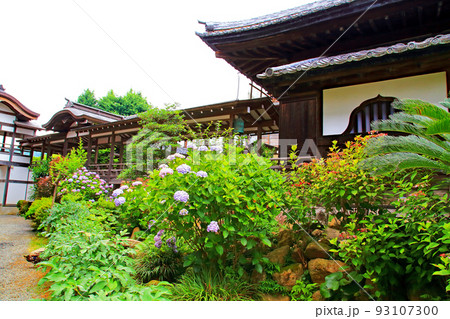 紫陽花の雨引観音境内 93107300