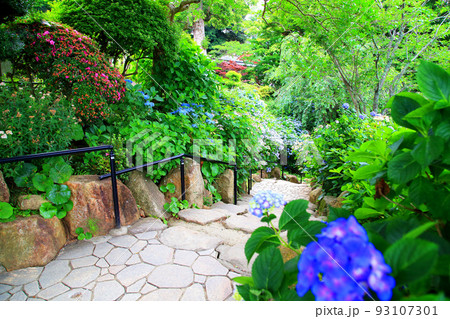 紫陽花の雨引観音境内 紫陽花の雨引観音境内 93107301