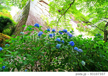 紫陽花の雨引観音境内 93107307