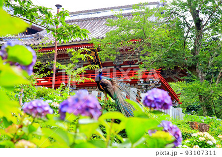 紫陽花と孔雀 93107311