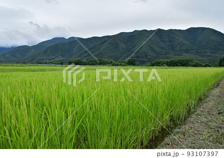 水田風景 93107397