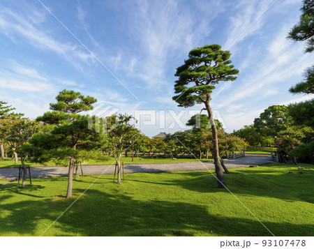 奈良公園の新緑の松と百日紅の花 奈良公園の新緑の松と百日紅の花 93107478