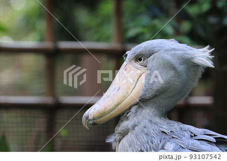 ハシビロコウ 動かない鳥 ハシビロコウ 動かない鳥 93107542