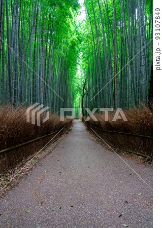 京都の嵐山の竹林の小径 93107849