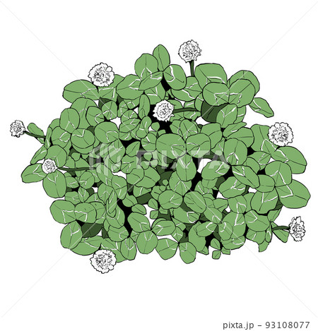 シロツメクサ(クローバー)のイラスト シロツメクサ(クローバー)のイラスト 93108077