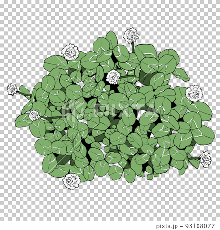 シロツメクサ(クローバー)のイラスト シロツメクサ(クローバー)のイラスト 93108077