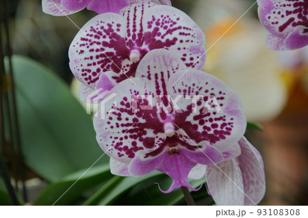 ファレノプシス ファレノプシス 93108308