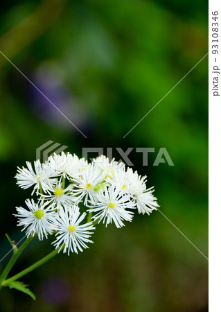 白い綺麗なカラマツソウの花 白い綺麗なカラマツソウの花 93108346