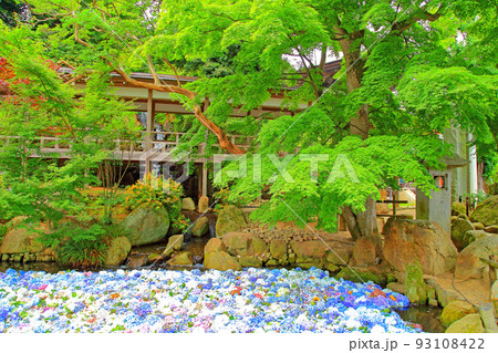 紫陽花の雨引観音境内 93108422