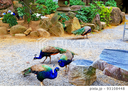 紫陽花の雨引観音境内 紫陽花の雨引観音境内 93108448