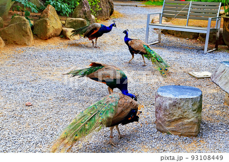 紫陽花の雨引観音境内 93108449