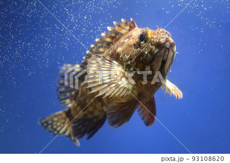 カサゴ　ガシラ　ロックフィッシュ　魚 93108620