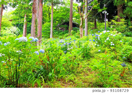 紫陽花の雨引観音境内 紫陽花の雨引観音境内 93108729