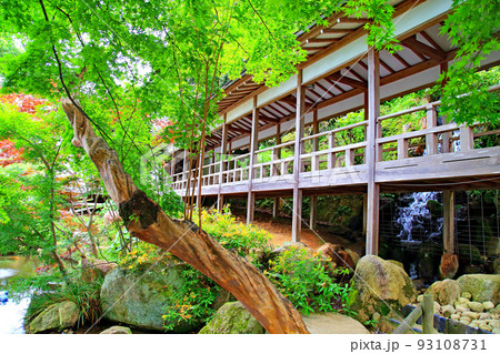 紫陽花の雨引観音境内 93108731