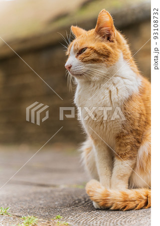 座る野良猫 座る野良猫 93108732
