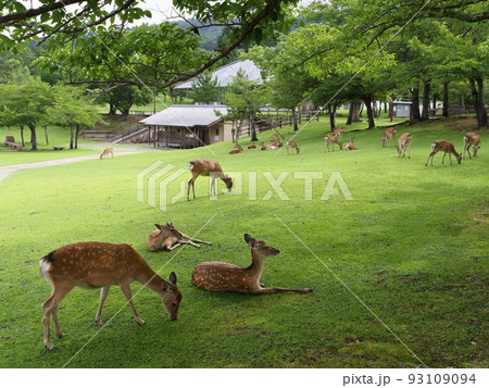 奈良公園春日野園地の鹿の群れ 93109094
