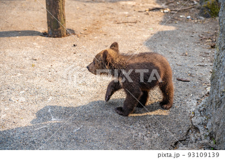 遊ぶ子熊（北海道登別市のぼりべつクマ牧場）の写真素材 [93109139] - PIXTA