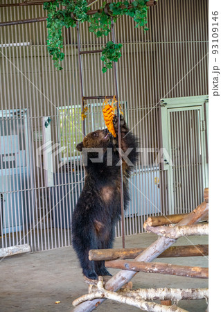 芸をする熊（北海道登別市　のぼりべつクマ牧場） 93109146
