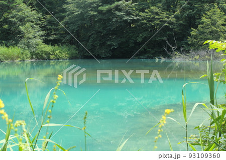 夏の五色沼 93109360