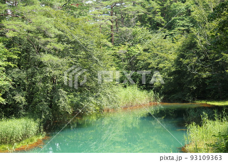 夏の五色沼 夏の五色沼 93109363