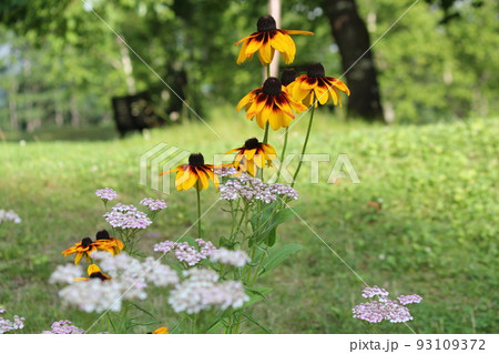 夏の裏磐梯高原の花 93109372