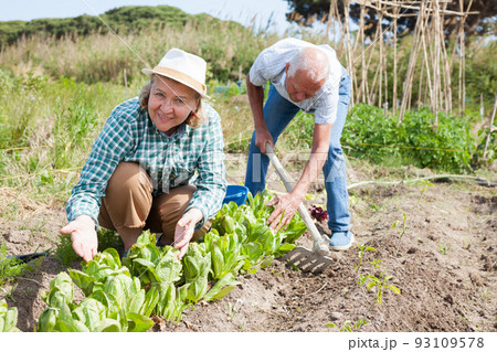 Elderly couple working in the garden at the farm Elderly couple working in the garden at the farm 93109578