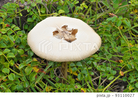 【毒キノコ】 93110027