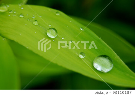 笹の上の水滴 93110187