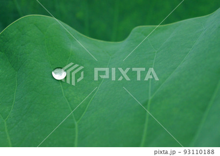 古代蓮の葉にひとしずく 93110188