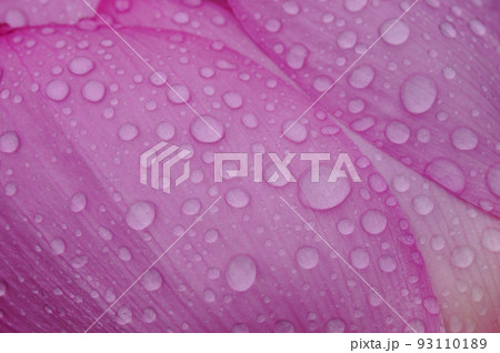 古代蓮の花びらについた水滴 93110189