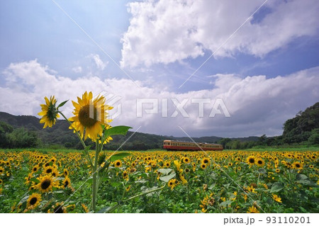 夏空のひまわり畑と小湊鉄道 石神の菜の花畑 夏空のひまわり畑と小湊鉄道 石神の菜の花畑 93110201
