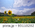 夏空のひまわり畑と小湊鉄道　石神の菜の花畑 93110202