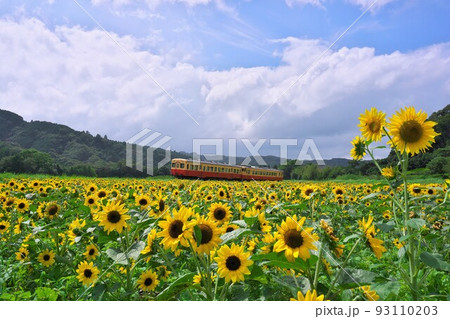 夏空のひまわり畑と小湊鉄道　石神の菜の花畑 93110203
