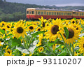 ひまわり畑と小湊鉄道　石神の菜の花畑 93110207