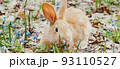 A small fluffy red rabbit on a spring blooming forest fire close-up, a concept for the spring holidays of Easter. Easter Bunny, Photo banner 93110527