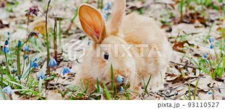 A small fluffy red rabbit on a spring blooming forest fire close-up, a concept for the spring holidays of Easter. Easter Bunny, Photo banner A small fluffy red rabbit on a spring blooming forest fire close-up, a concept for the spring holidays of Easter. Easter Bunny, Photo banner 93110527