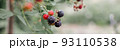 Blackberry on a green branch. Ripe blackberries. Delicious black berry grows on bushes. Berry juice. Juicy berry on a branch. Banner photo 93110538