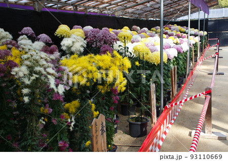 太宰府天満宮：菊花展（福岡県太宰府市） 93110669