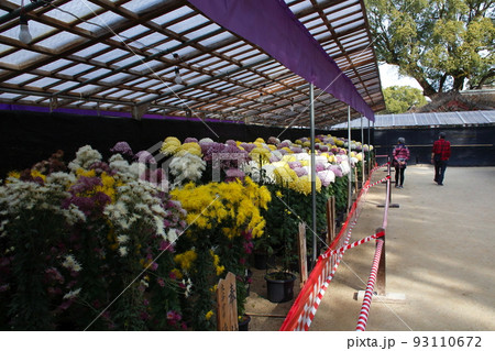 太宰府天満宮：菊花展（福岡県太宰府市） 93110672