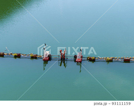 ダム湖のフェンスに止まる川鵜 93111159