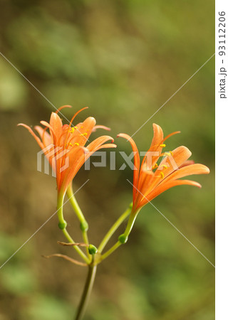 キツネノカミソリ(狐の剃刀)のオレンジの花が爽やか キツネノカミソリ(狐の剃刀)のオレンジの花が爽やか 93112206