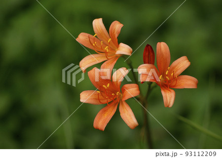 キツネノカミソリ(狐の剃刀)のオレンジの花が爽やか キツネノカミソリ(狐の剃刀)のオレンジの花が爽やか 93112209