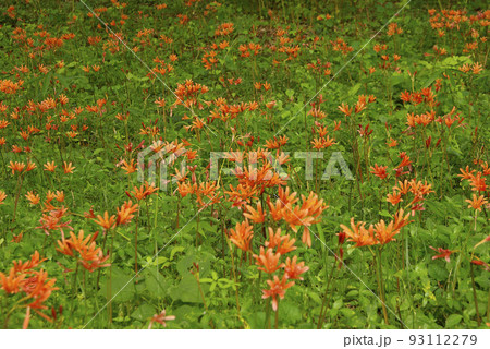 キツネノカミソリ(狐の剃刀)のオレンジの開花風景が美しい キツネノカミソリ(狐の剃刀)のオレンジの開花風景が美しい 93112279