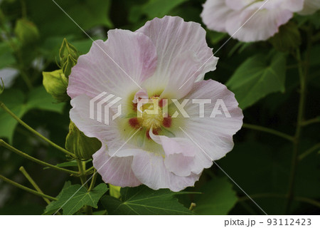 スイフヨウ（酔芙蓉）の花色の変化する様子が面白い 93112423