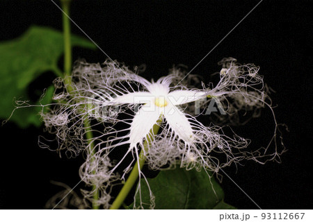 一夜花の烏瓜（カラスウリ）の花が繊細で神秘的 93112667