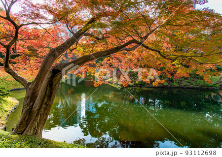 東京都 紅葉の小石川後楽園 ~大泉水~ 東京都 紅葉の小石川後楽園 ~大泉水~ 93112698